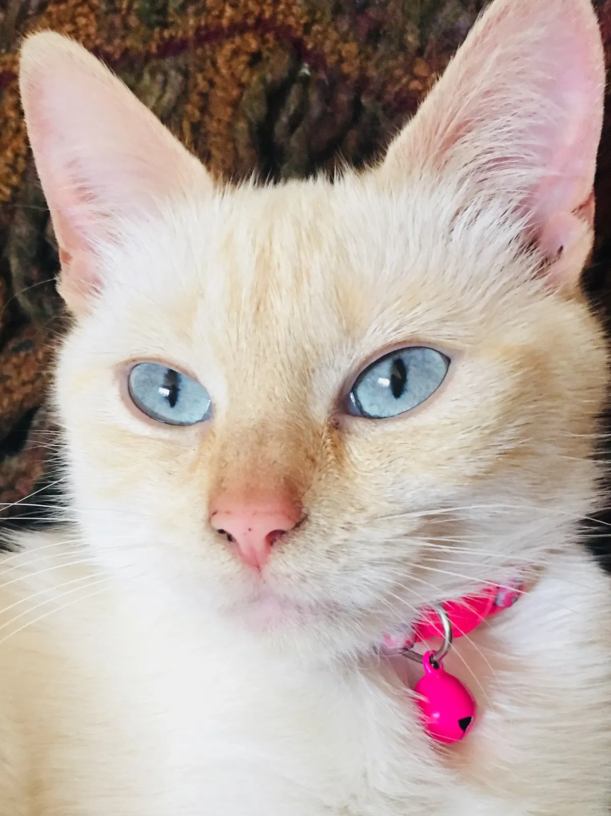 Lost cat in Salem, OR, 97305