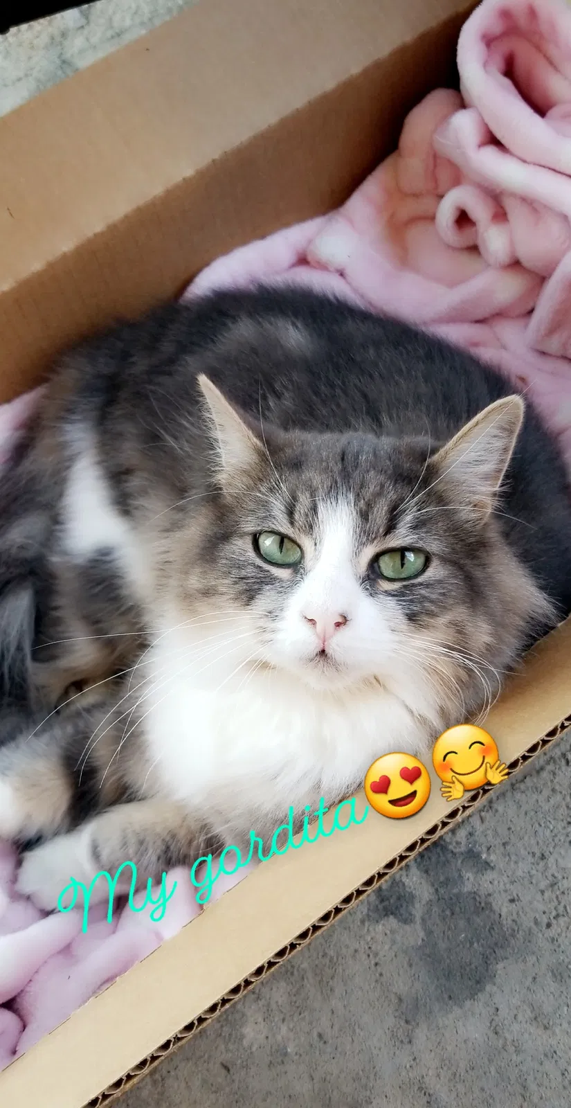Lost cat in Salinas, CA, 93905