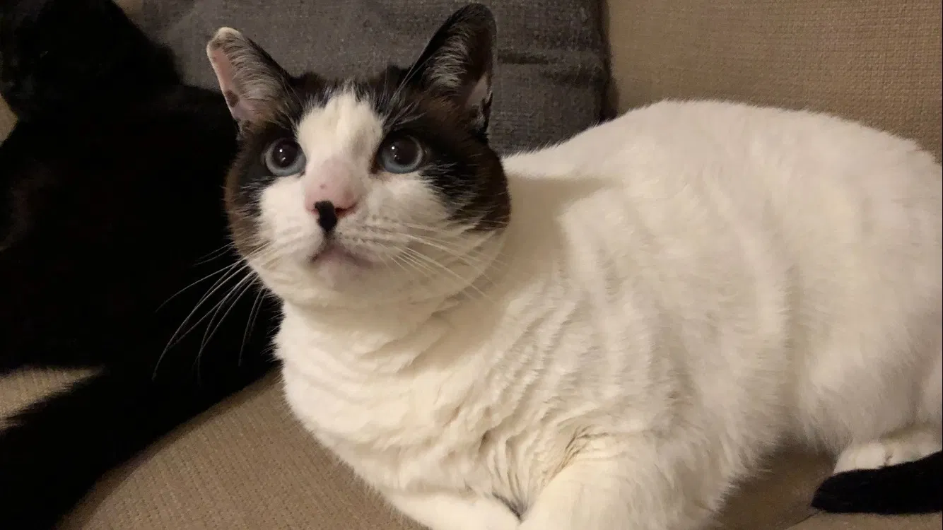 Lost cat in La Jolla, CA, 92037