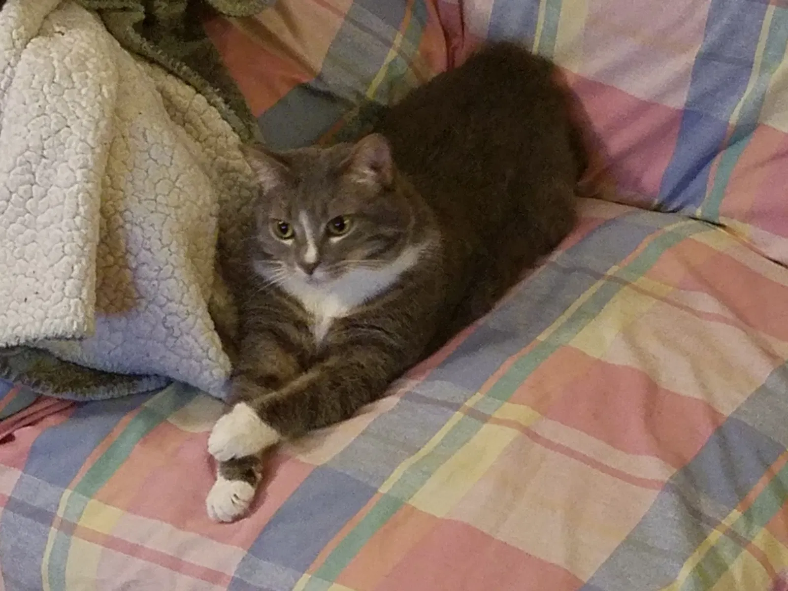 Lost cat in Midlothian, VA, 23113