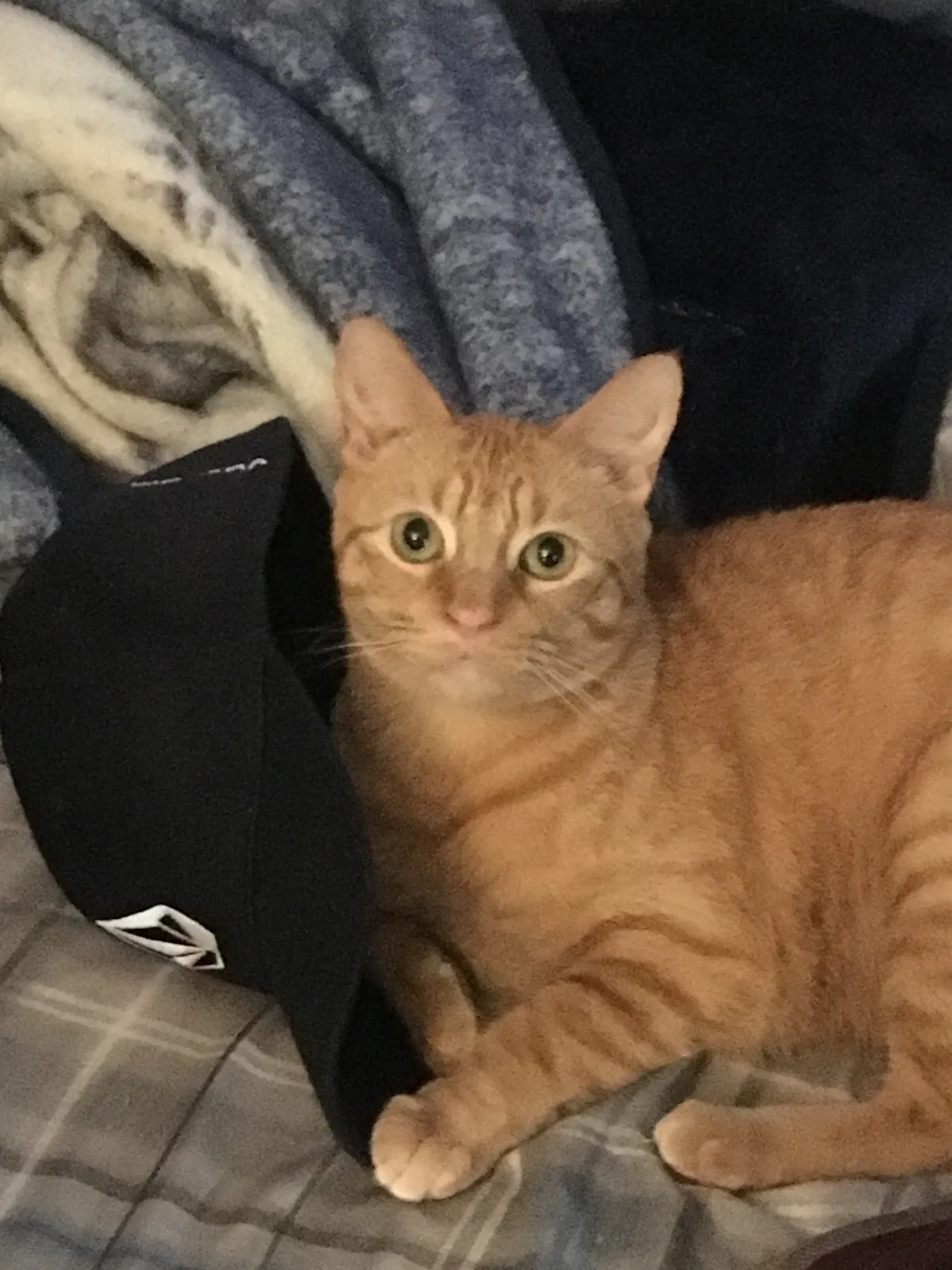 Lost cat in San Angelo, TX, 76903