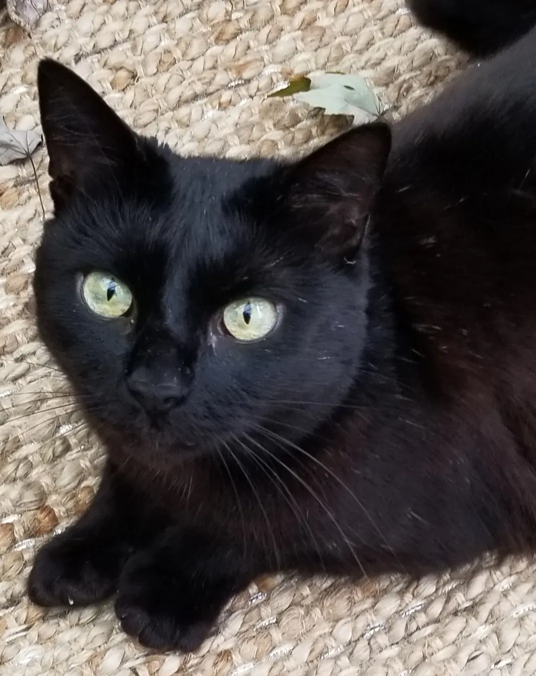 Lost cat in Nashville, TN, 37214
