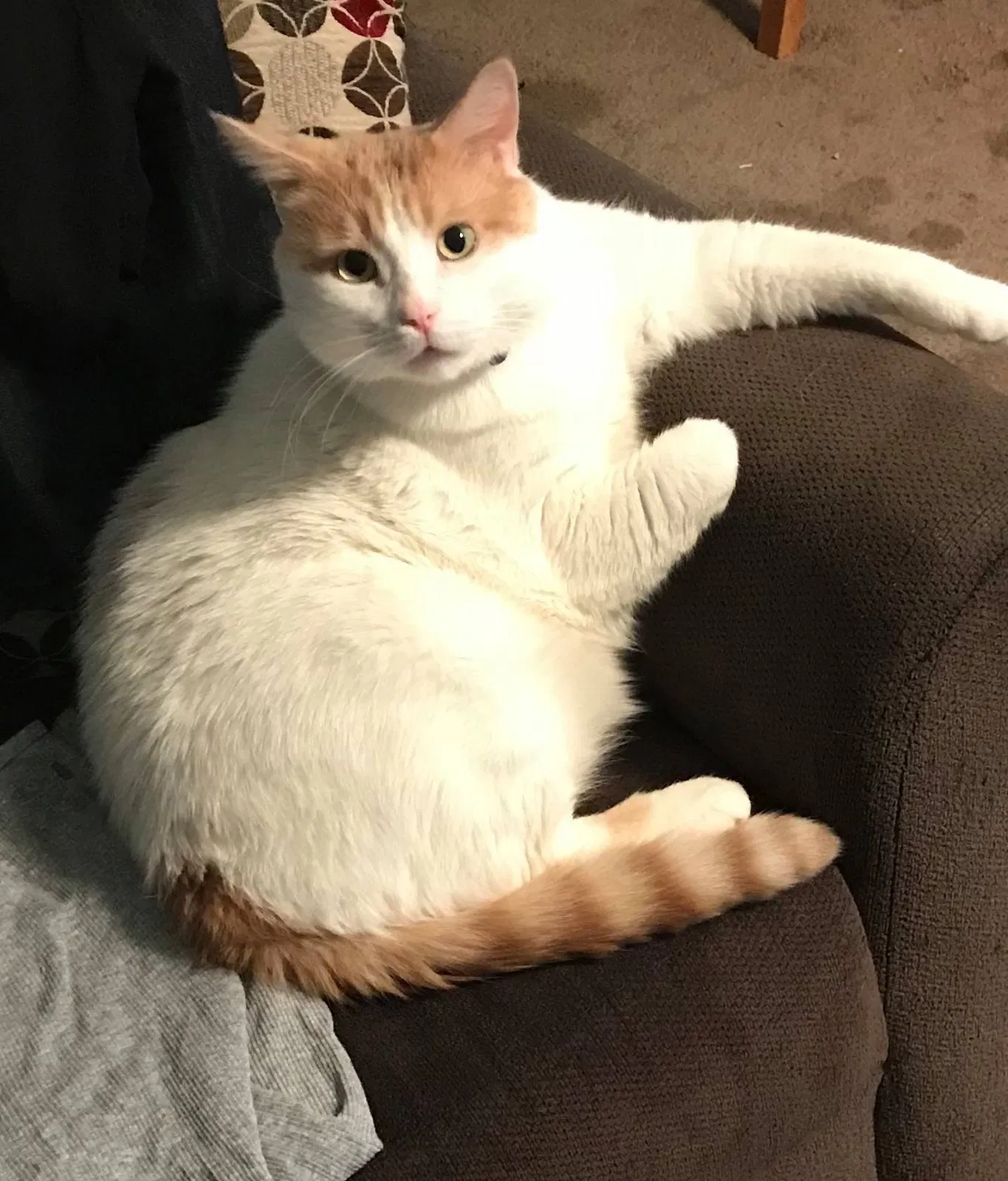 Lost cat in Lagrange, GA, 30240