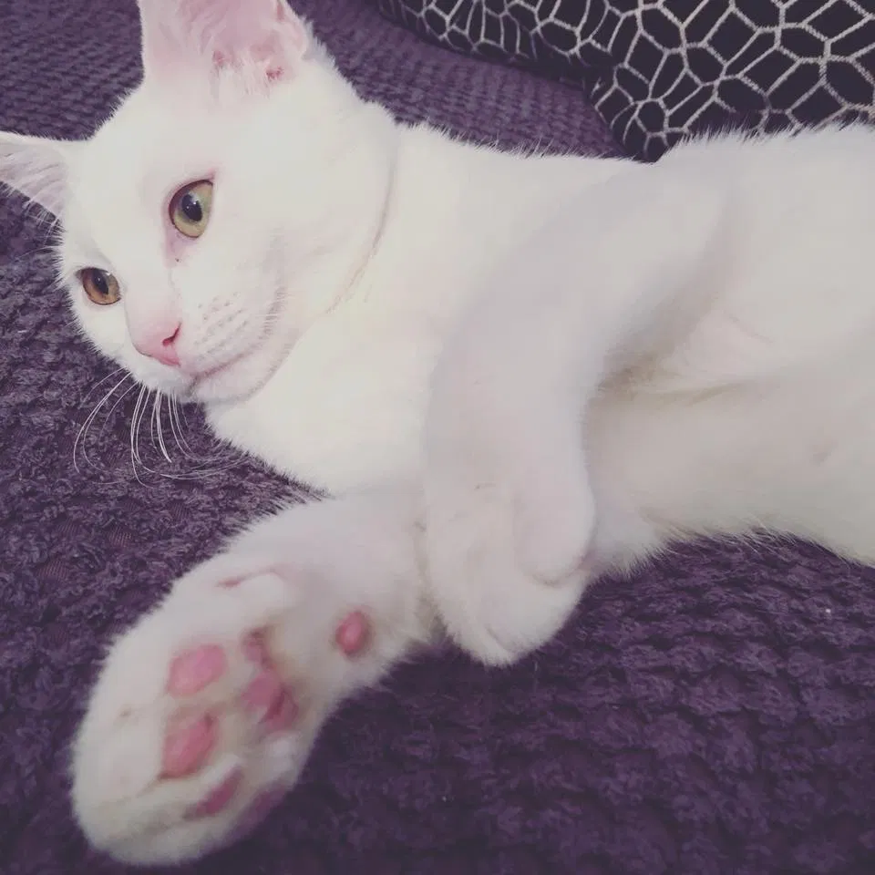 Lost cat in Vinton, VA, 24179