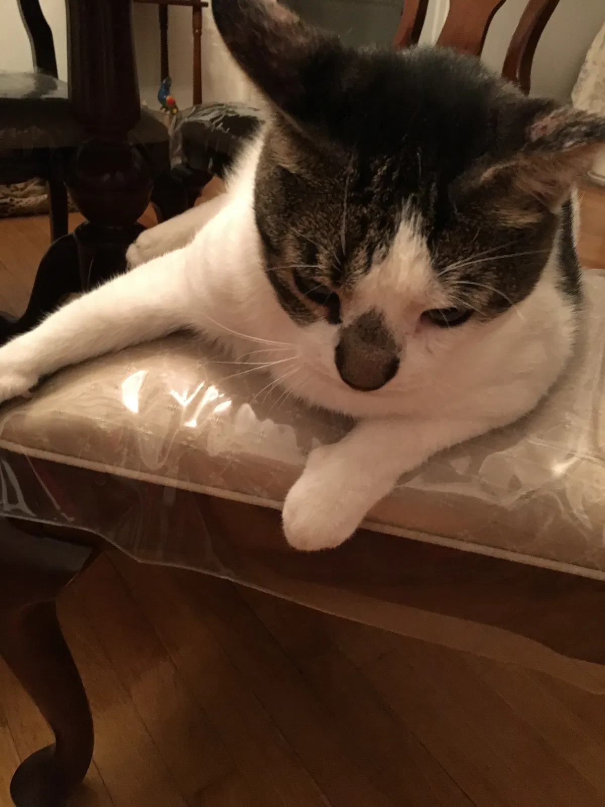 Lost cat in Elmwood Park, NJ, 7407