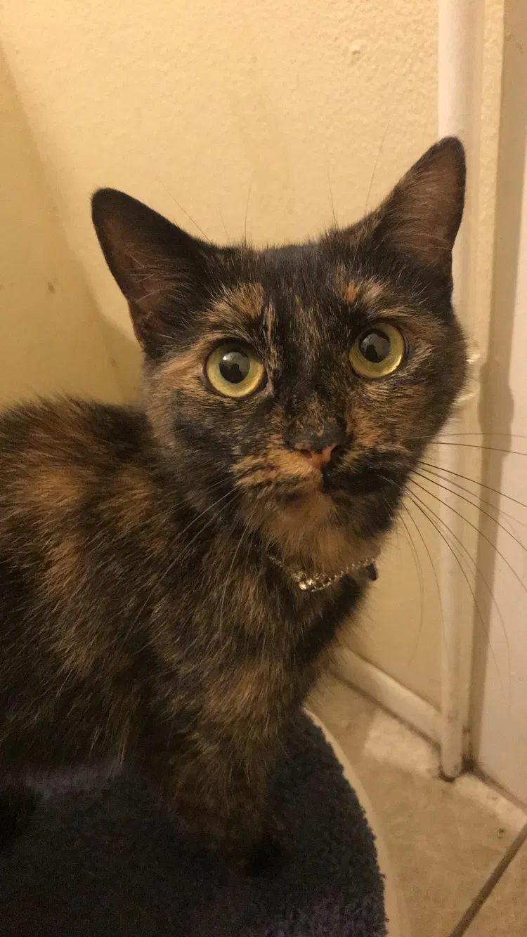 Lost cat in Rockford, IL, 61107