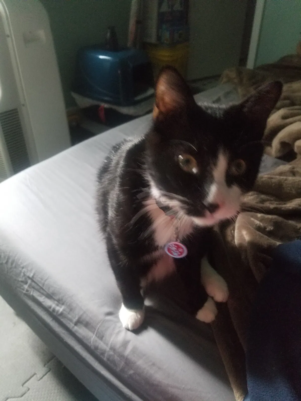 Lost cat in Rio Rancho, NM, 87124
