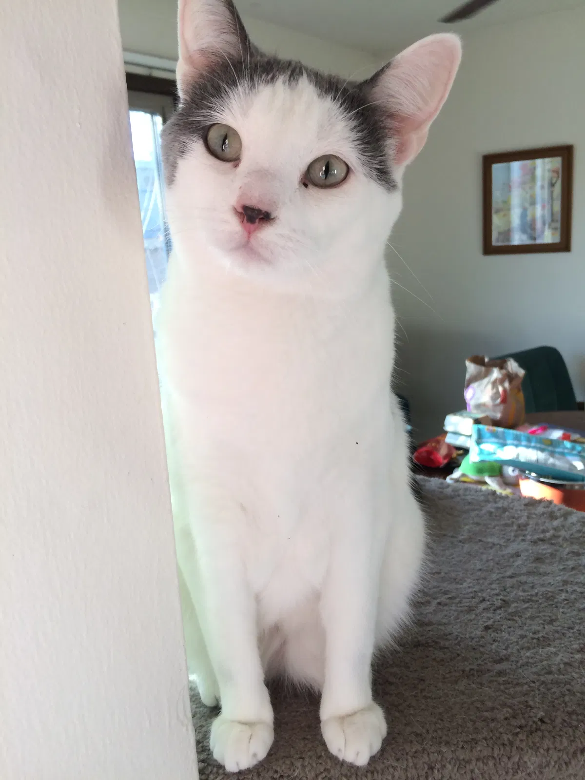 Lost cat in Burnsville, MN, 55337