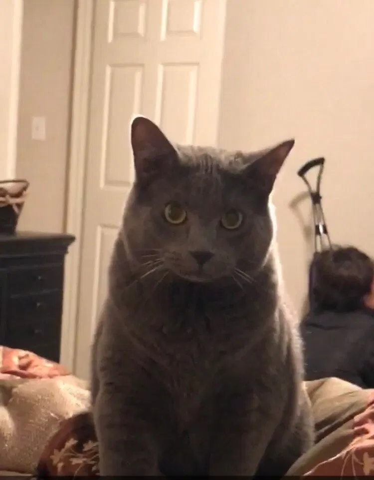 Lost cat in North Richland Hills, TX, 76182