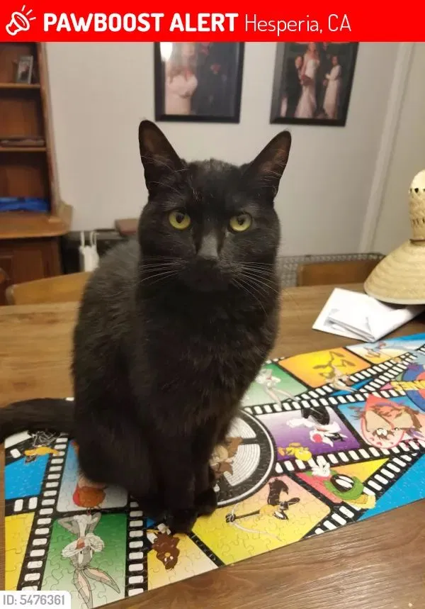 Lost cat in Hesperia, CA, 92345