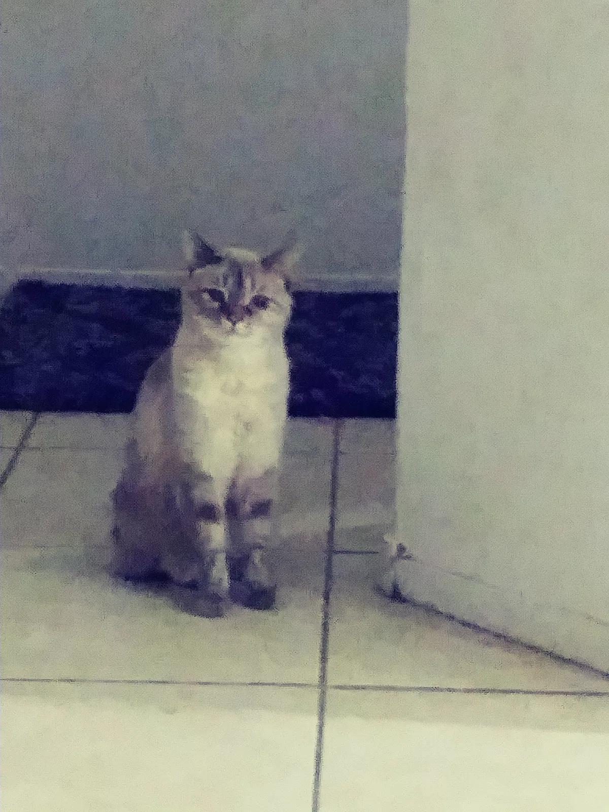 Lost cat in North Las Vegas, NV, 89084