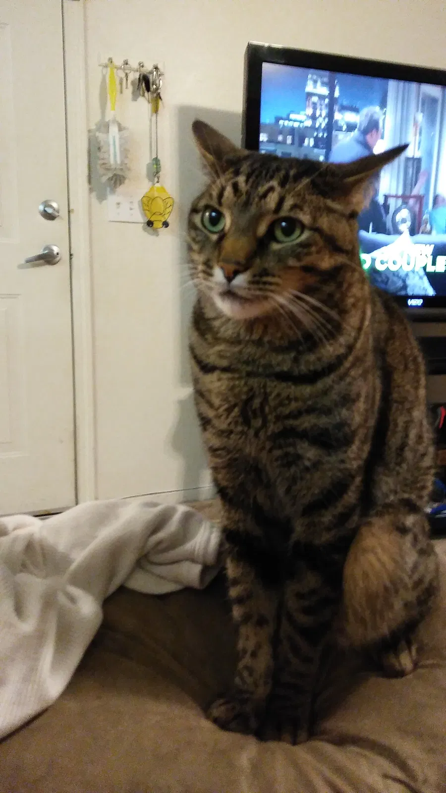 Lost cat in Roseville, CA, 95678