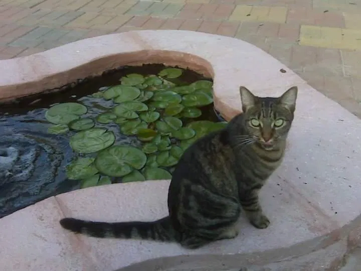 Lost cat in Austin, TX, 78729