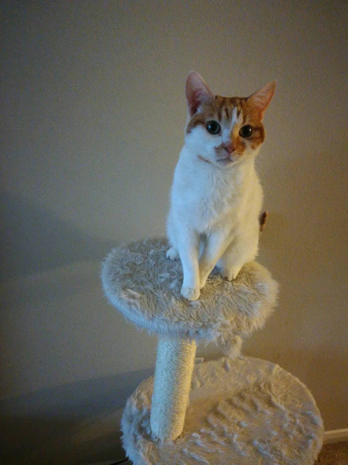 Lost cat in Austin, TX, 78717