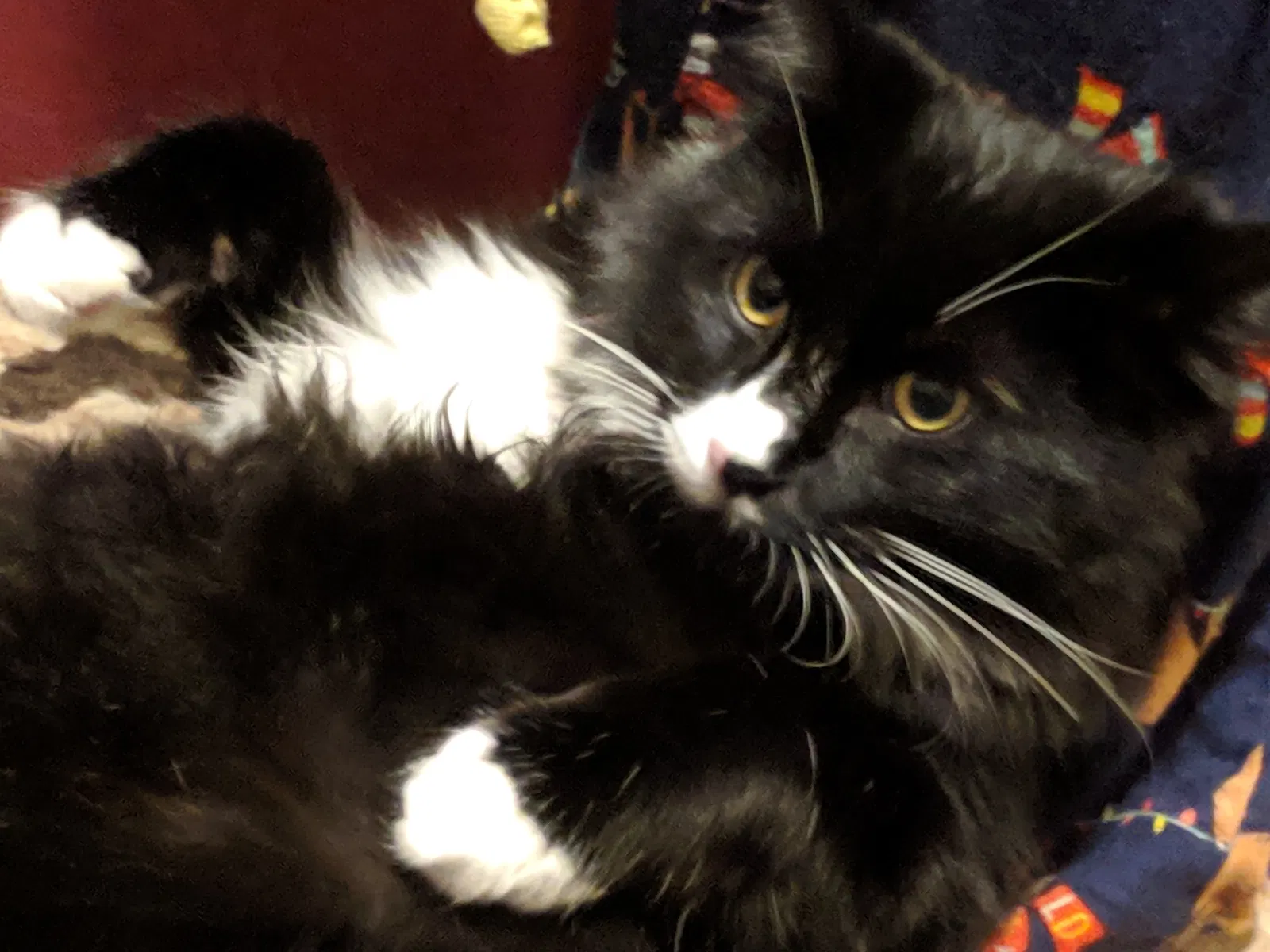 Lost cat in Escondido, CA, 92027