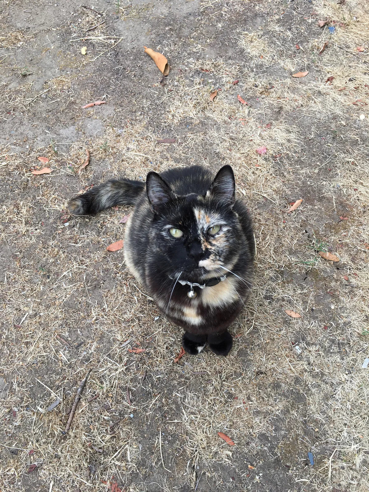 Lost cat in San Diego, CA, 92114