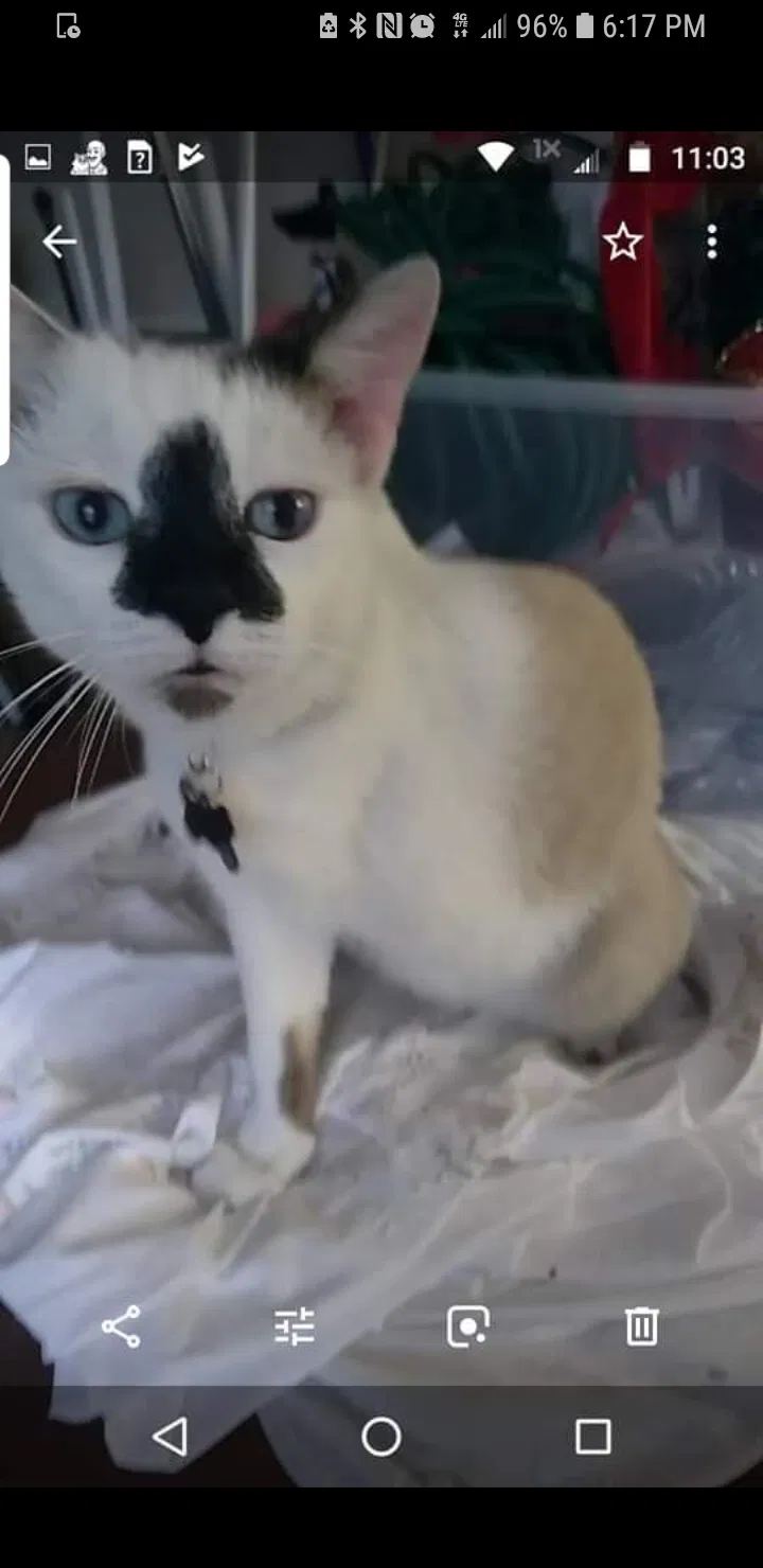 Lost cat in Hudson, FL, 34667