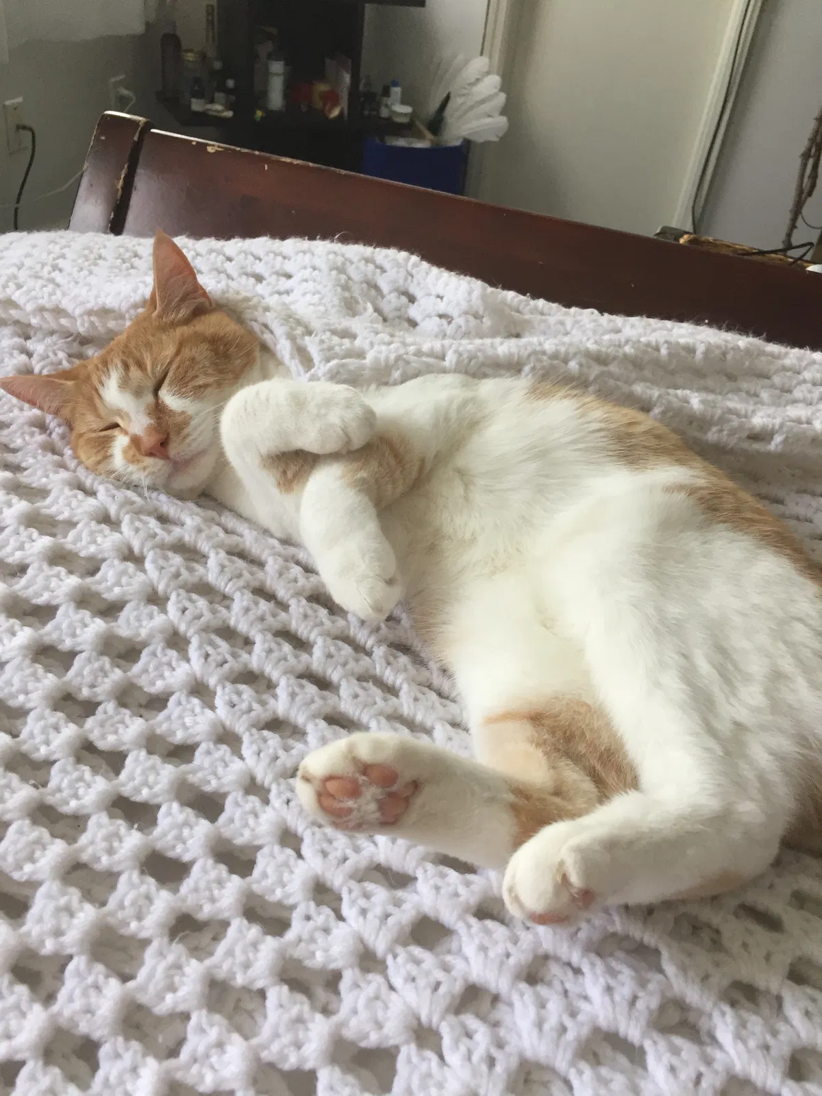 Lost cat in Virginia Beach, VA, 23454