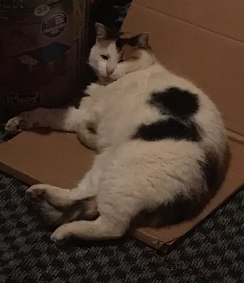 Lost cat in Painesville, OH, 44077