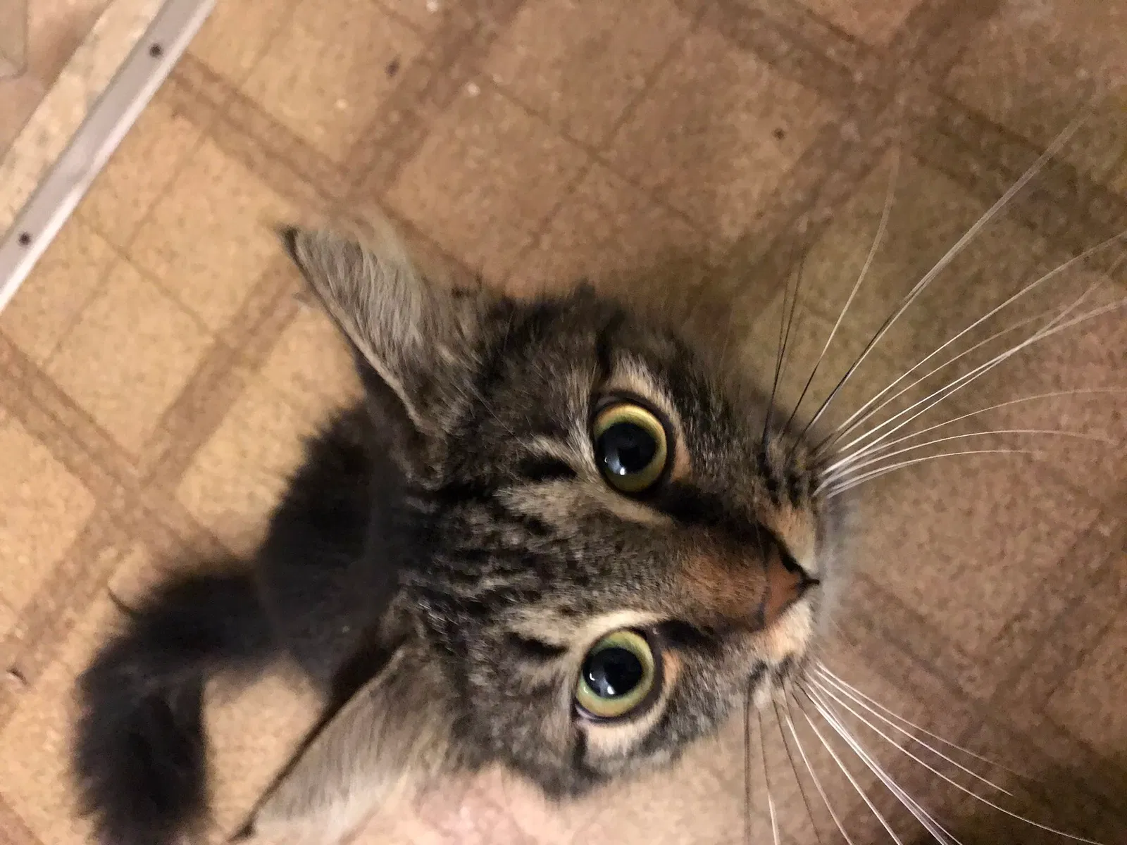Lost cat in Bowling Green, OH, 43402
