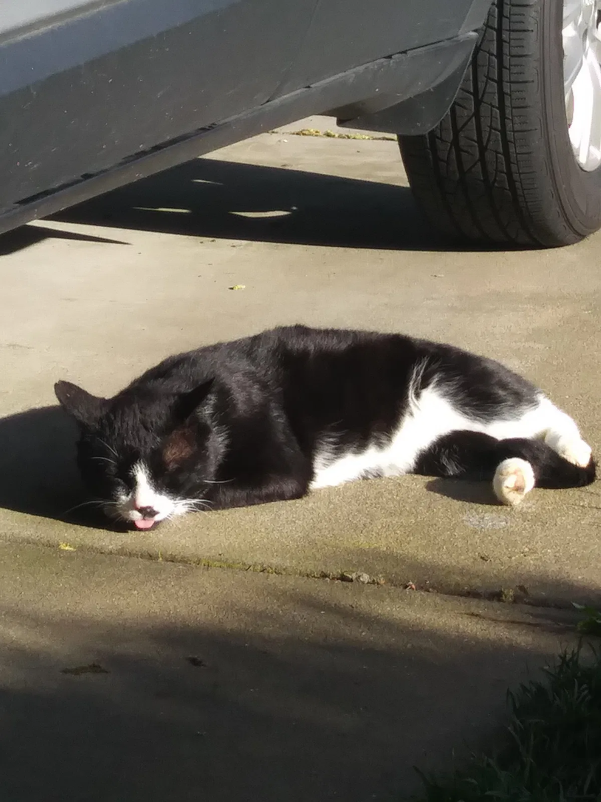 Lost cat in North Highlands, CA, 95660