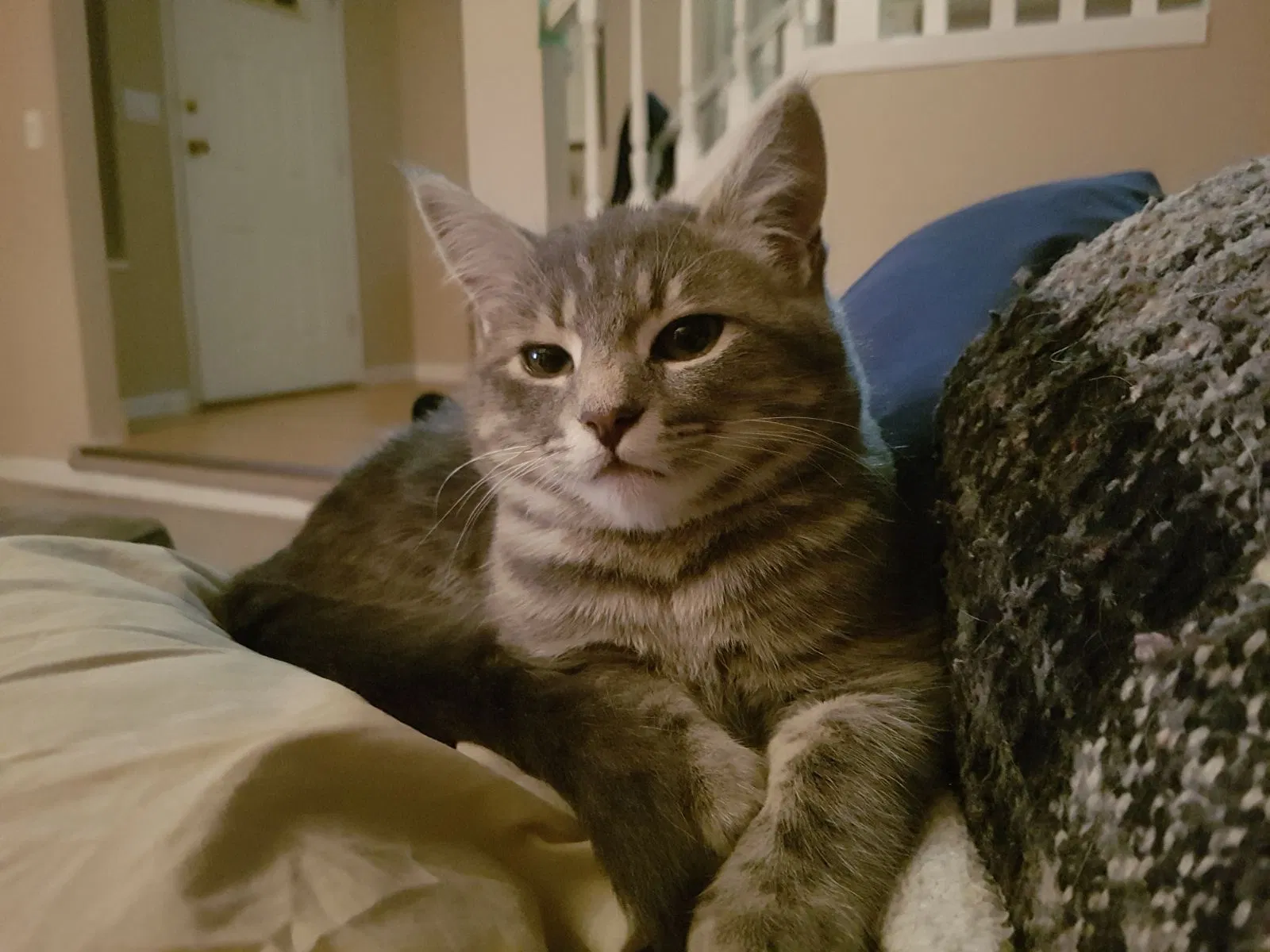 Lost cat in Unknown, CA, 0