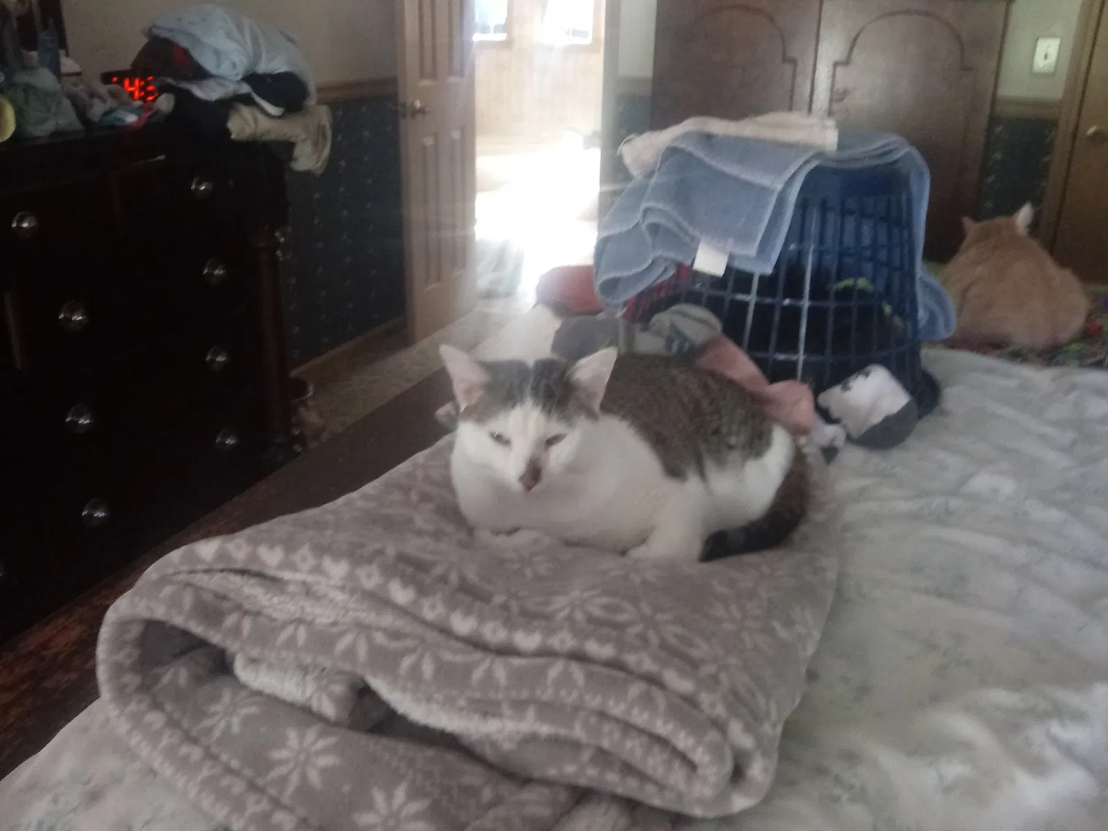 Lost cat in Tucker, GA, 30084