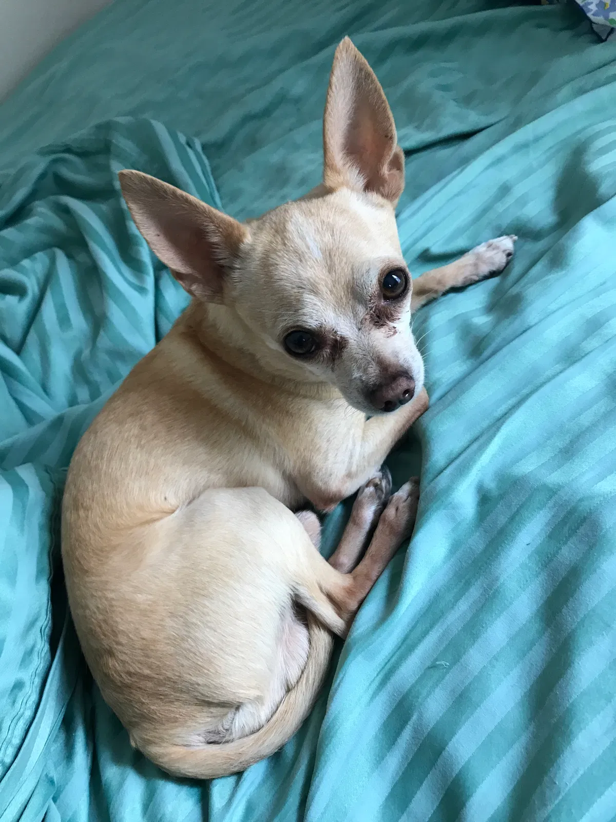 Lost dog in Bend, OR, 97701