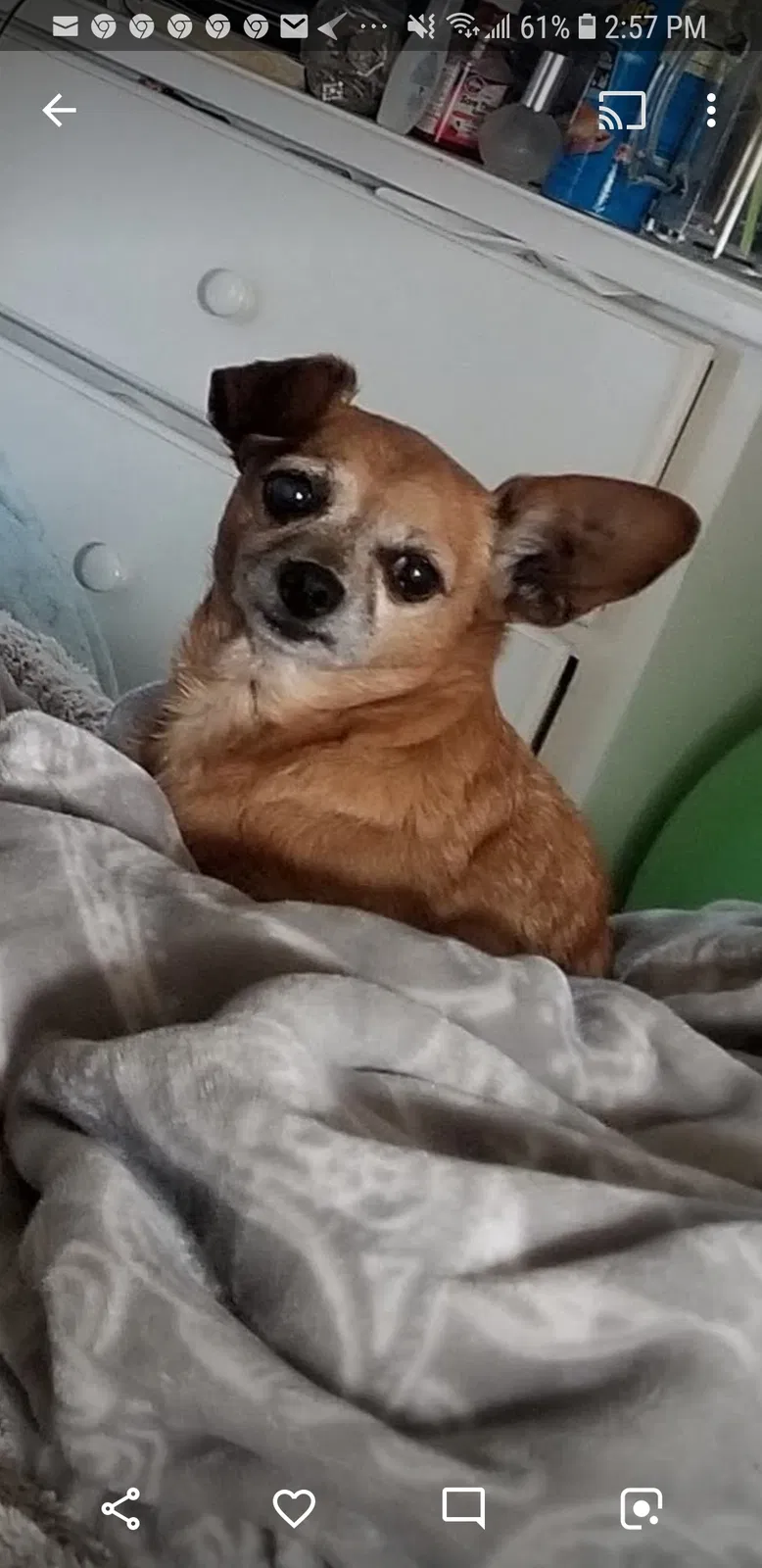 Lost dog in Ventura, CA, 93001