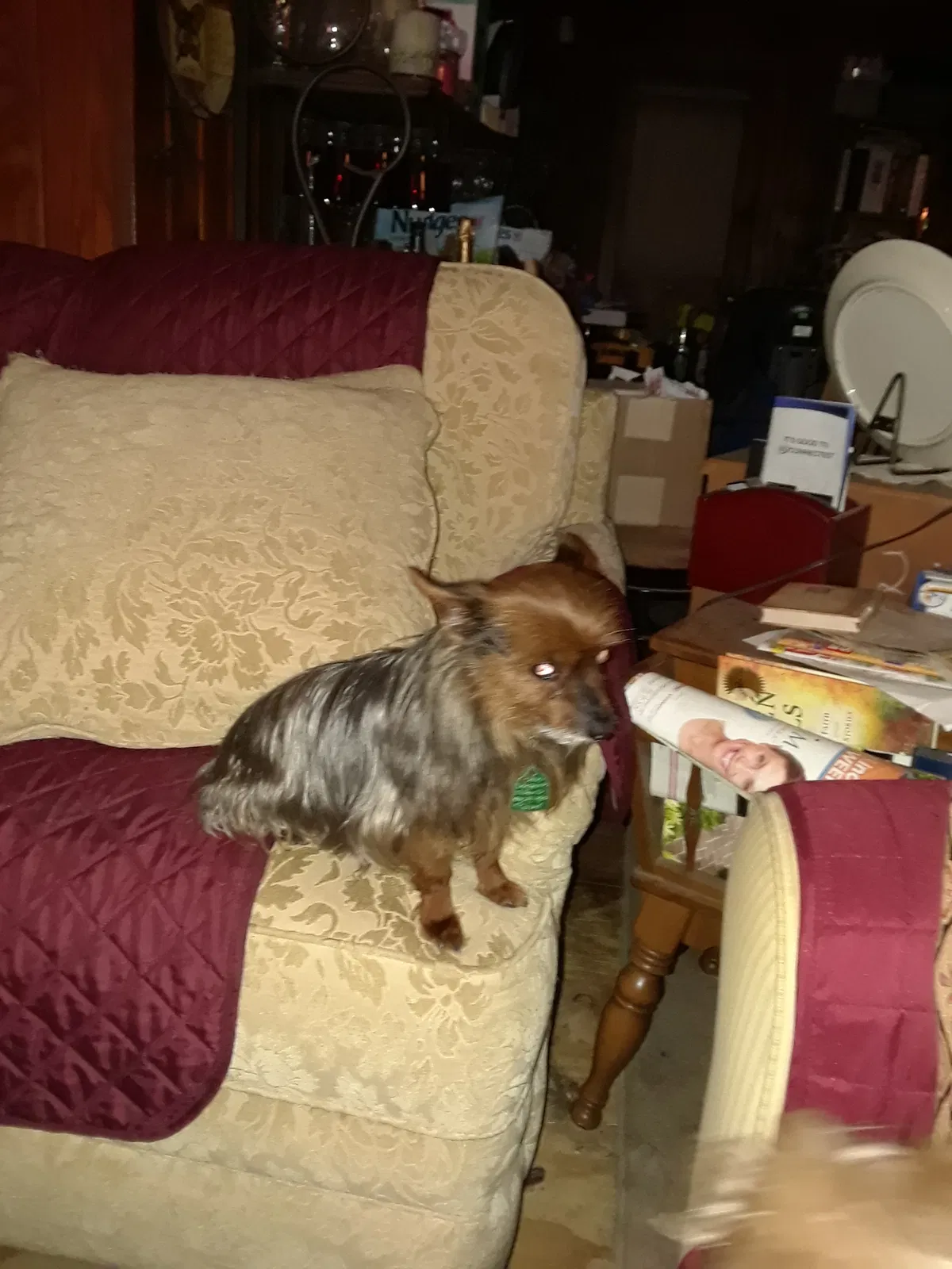Lost dog in Longview, TX, 75605