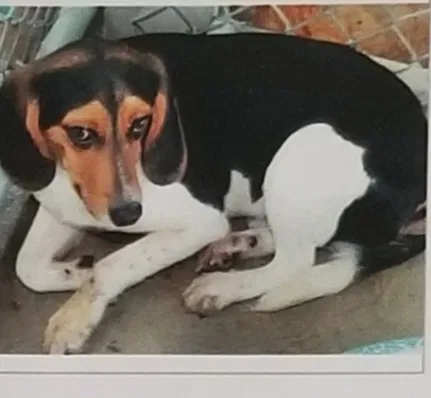Lost dog in Bluffton, SC, 29910