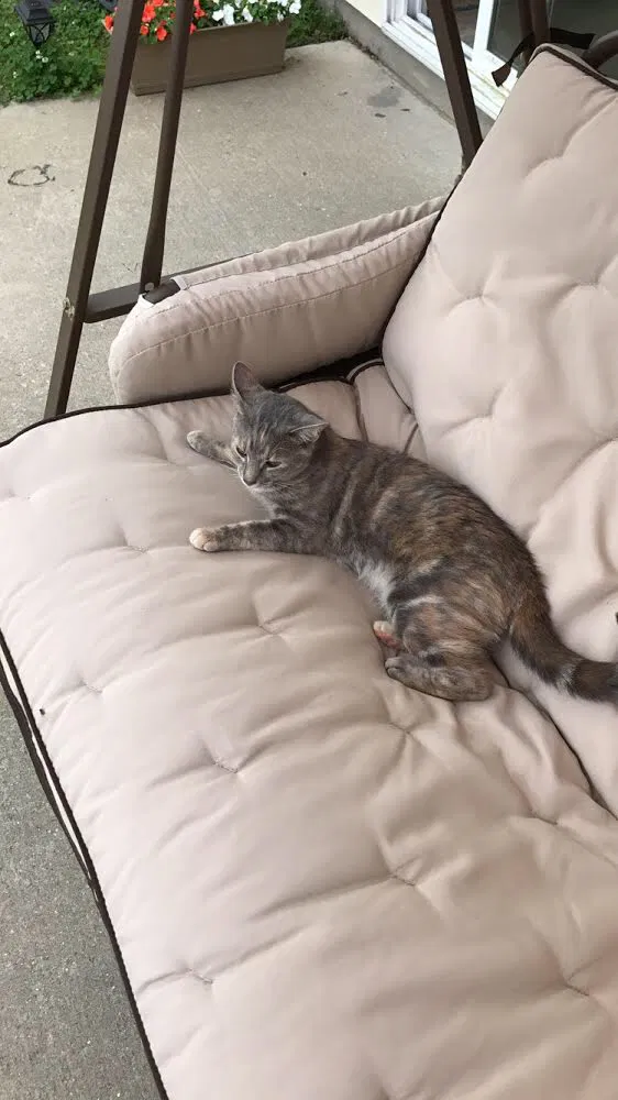 Lost cat in Fort Polk, LA, 71459