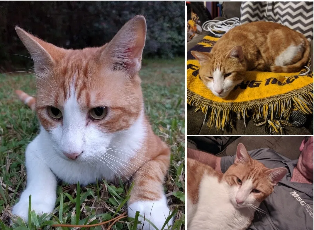 Lost cat in Mandeville, LA, 70471