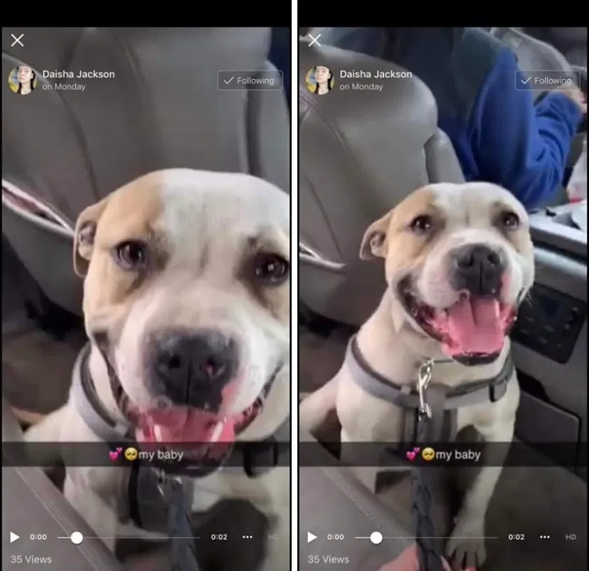 Lost dog in Detroit, MI, 48234