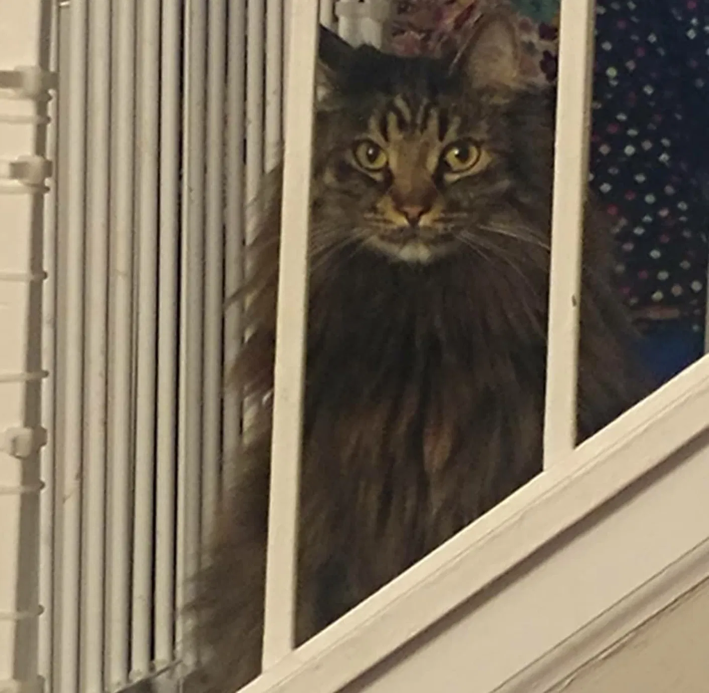 Lost cat in La Grange, KY, 40031