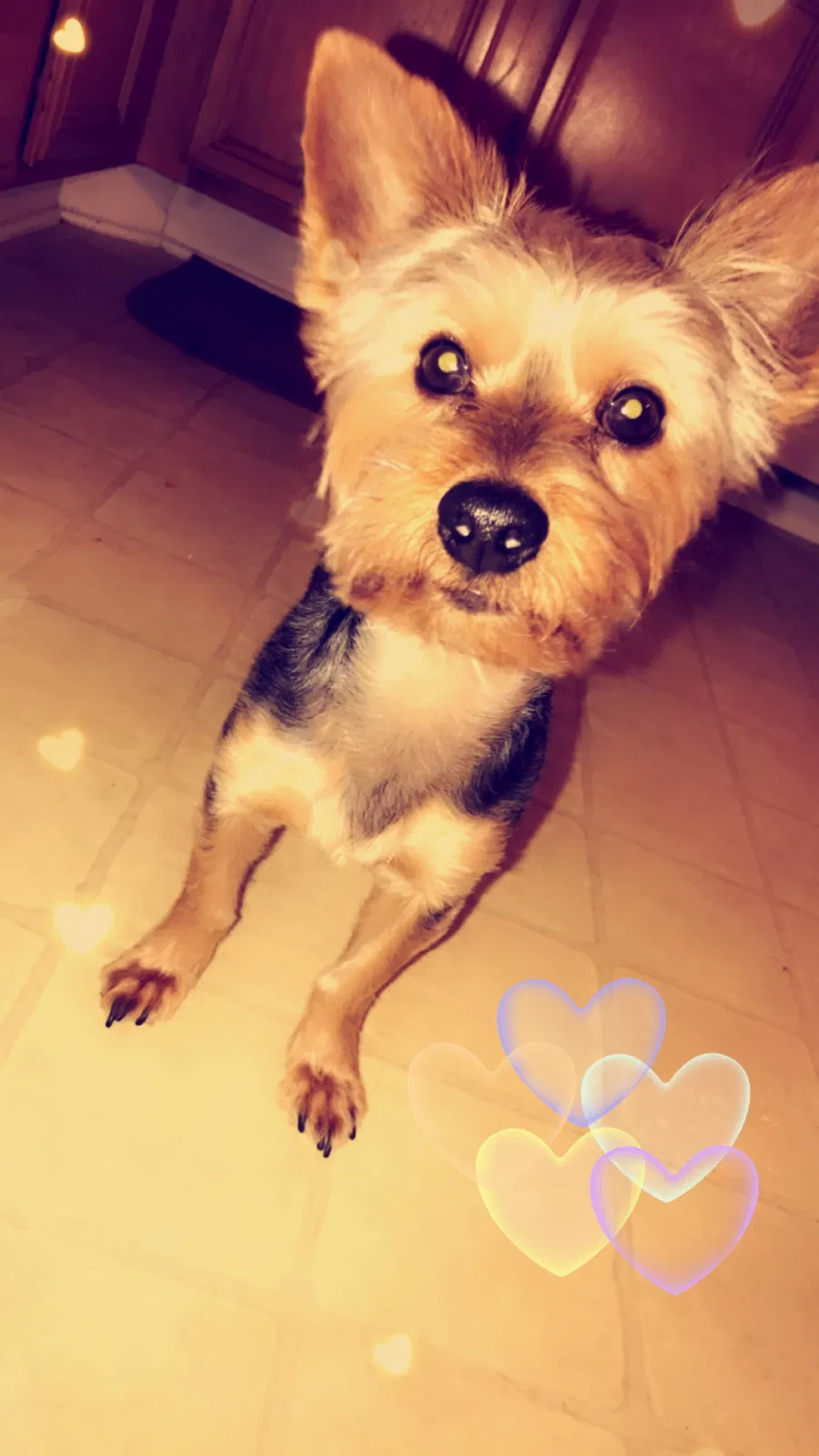 Lost dog in Greensboro, NC, 27401