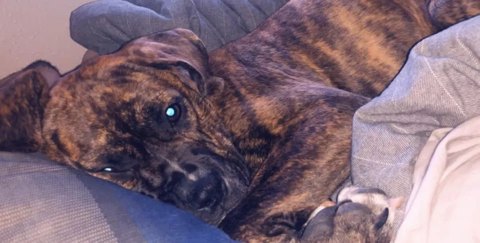 Lost dog in Toledo, OH, 43615