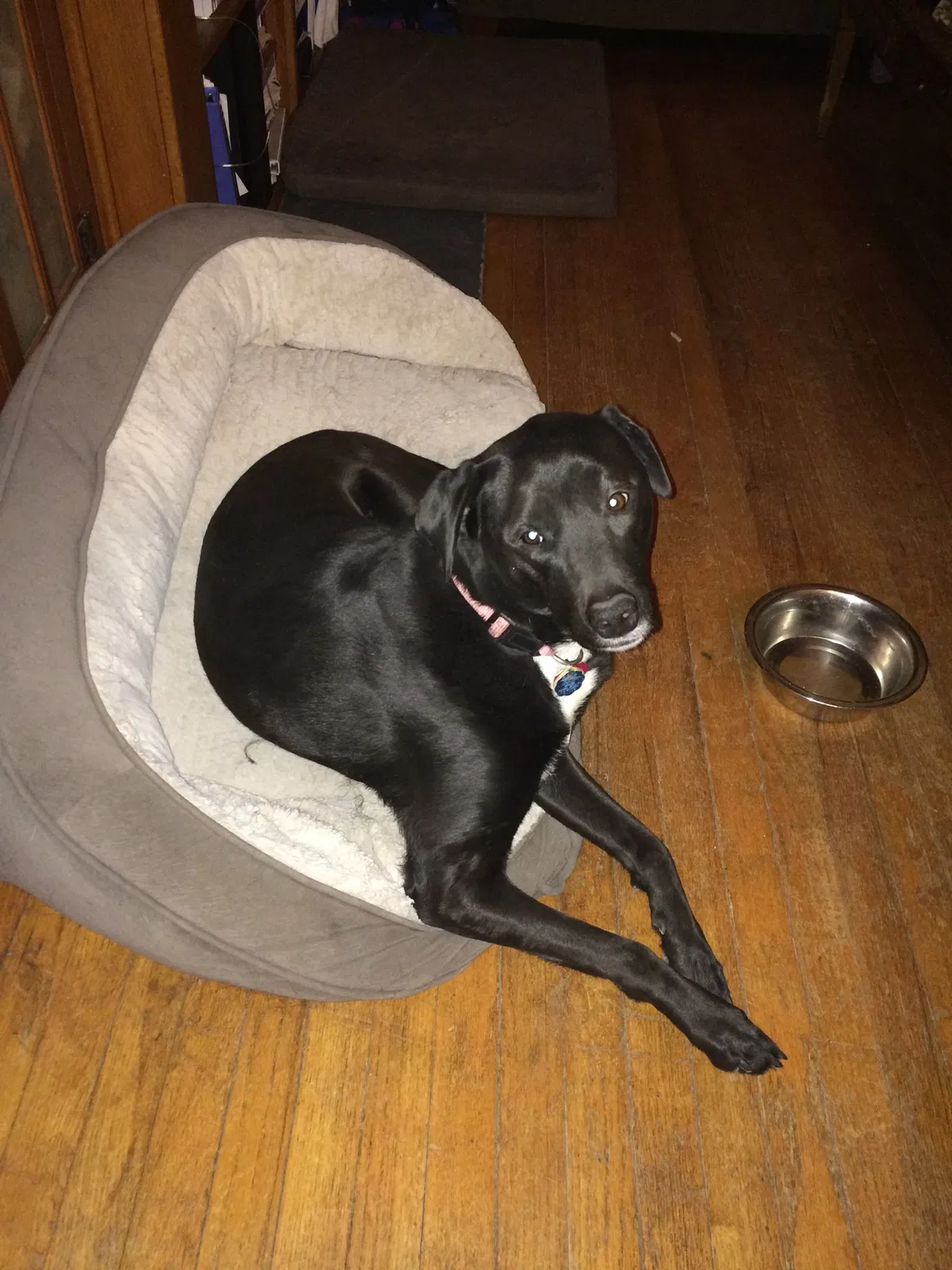 Lost dog in Kansas City, MO, 64110