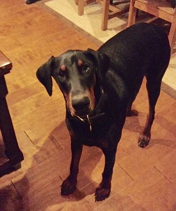 Lost dog in Bastrop, TX, 78602