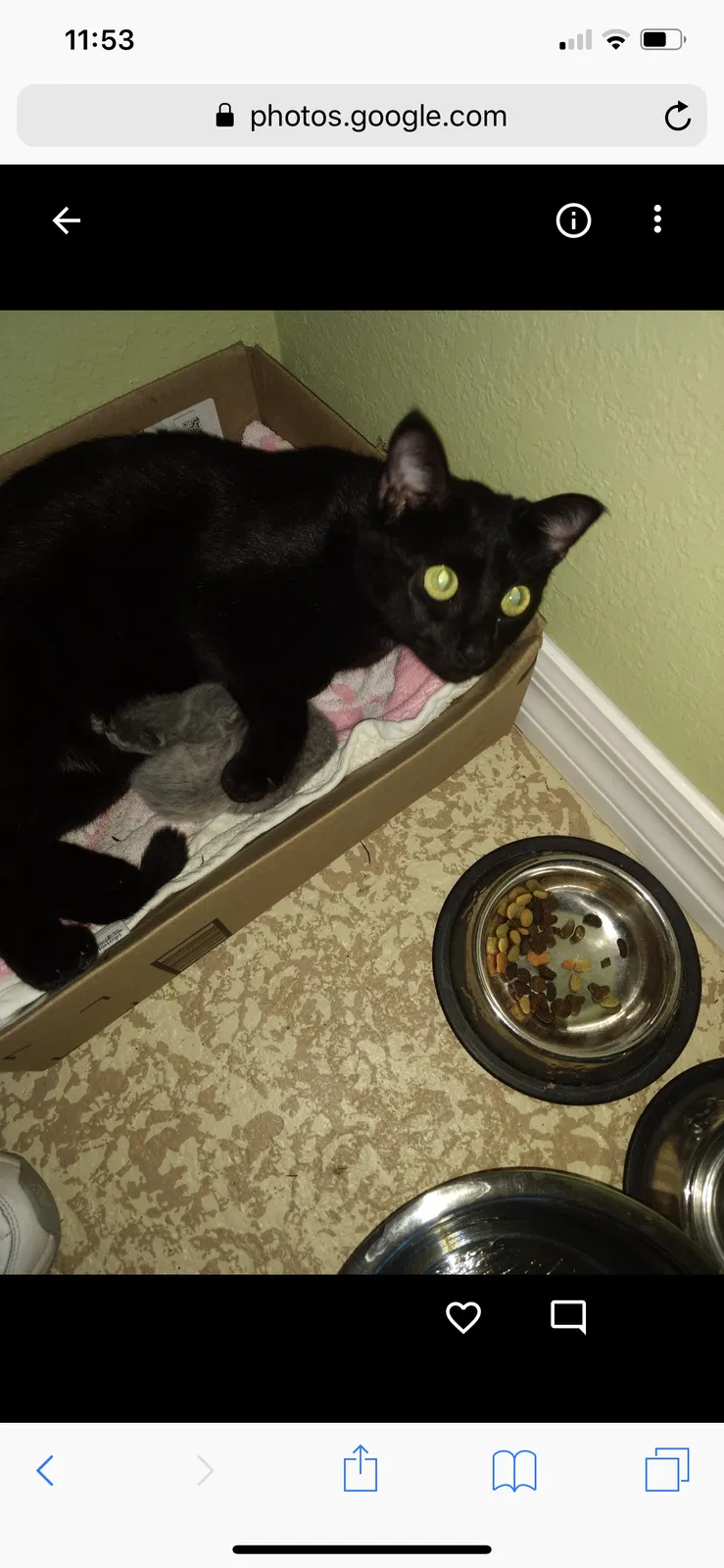 Lost cat in Dunnellon, FL, 34433