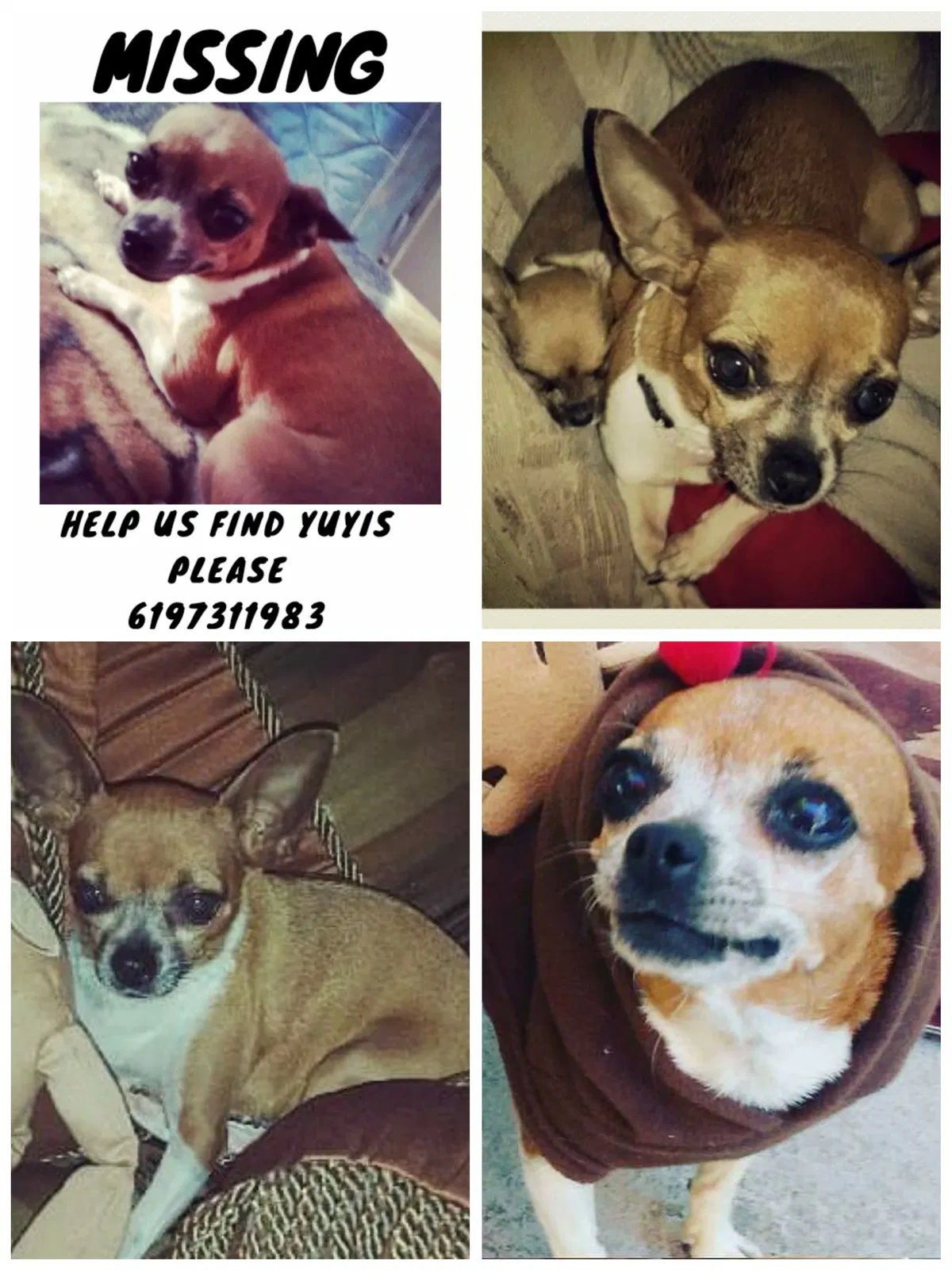Lost dog in San Diego, CA, 92113