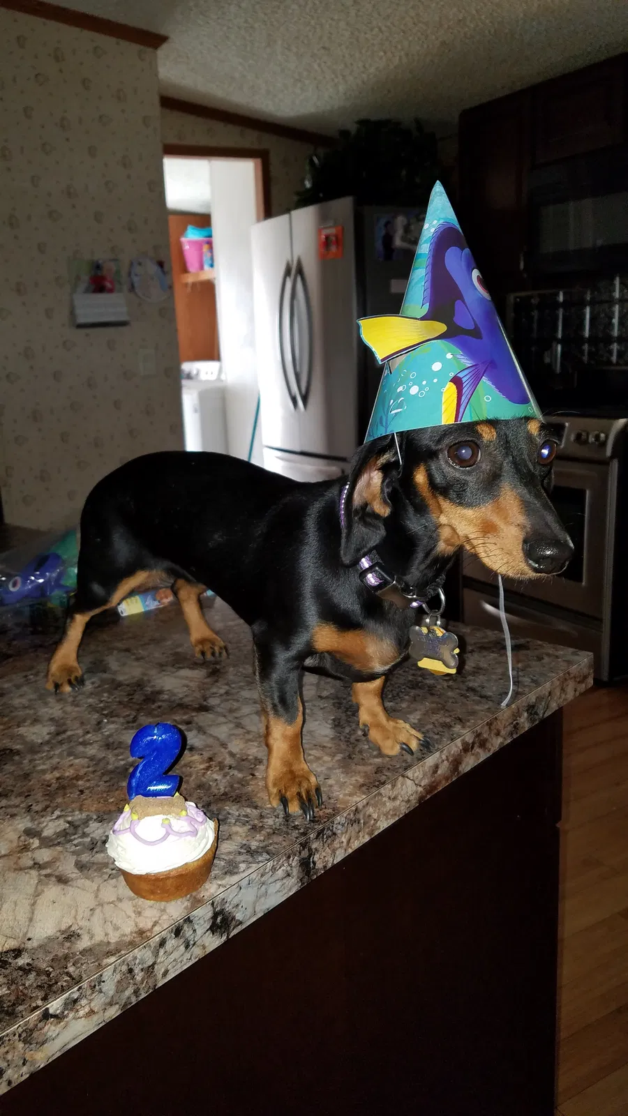 Lost dog in Lakeside, CA, 92040