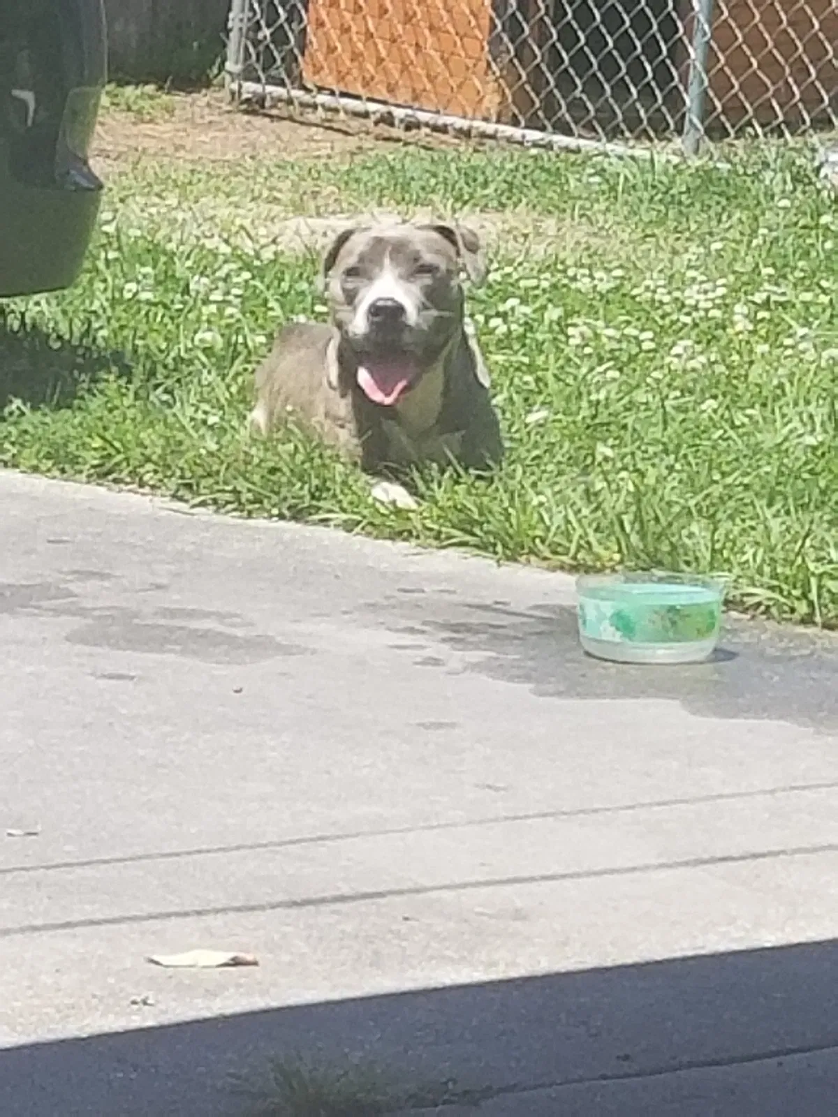 Found dog in Baton Rouge, LA, 70814