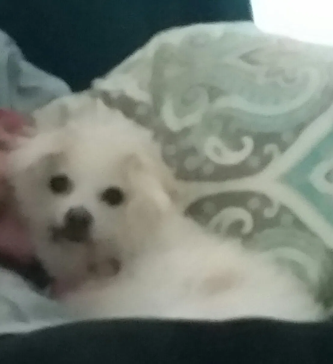 Lost dog in Cape Coral, FL, 33909
