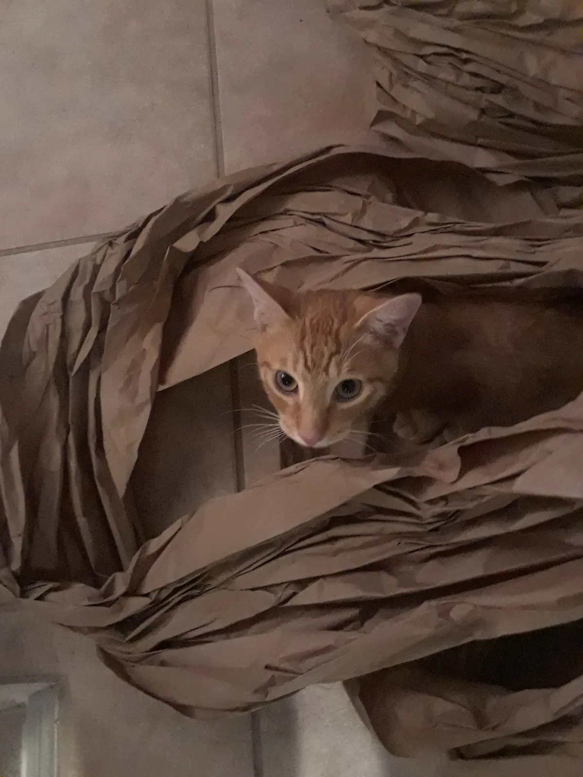 Lost cat in Scottsdale, AZ, 85257