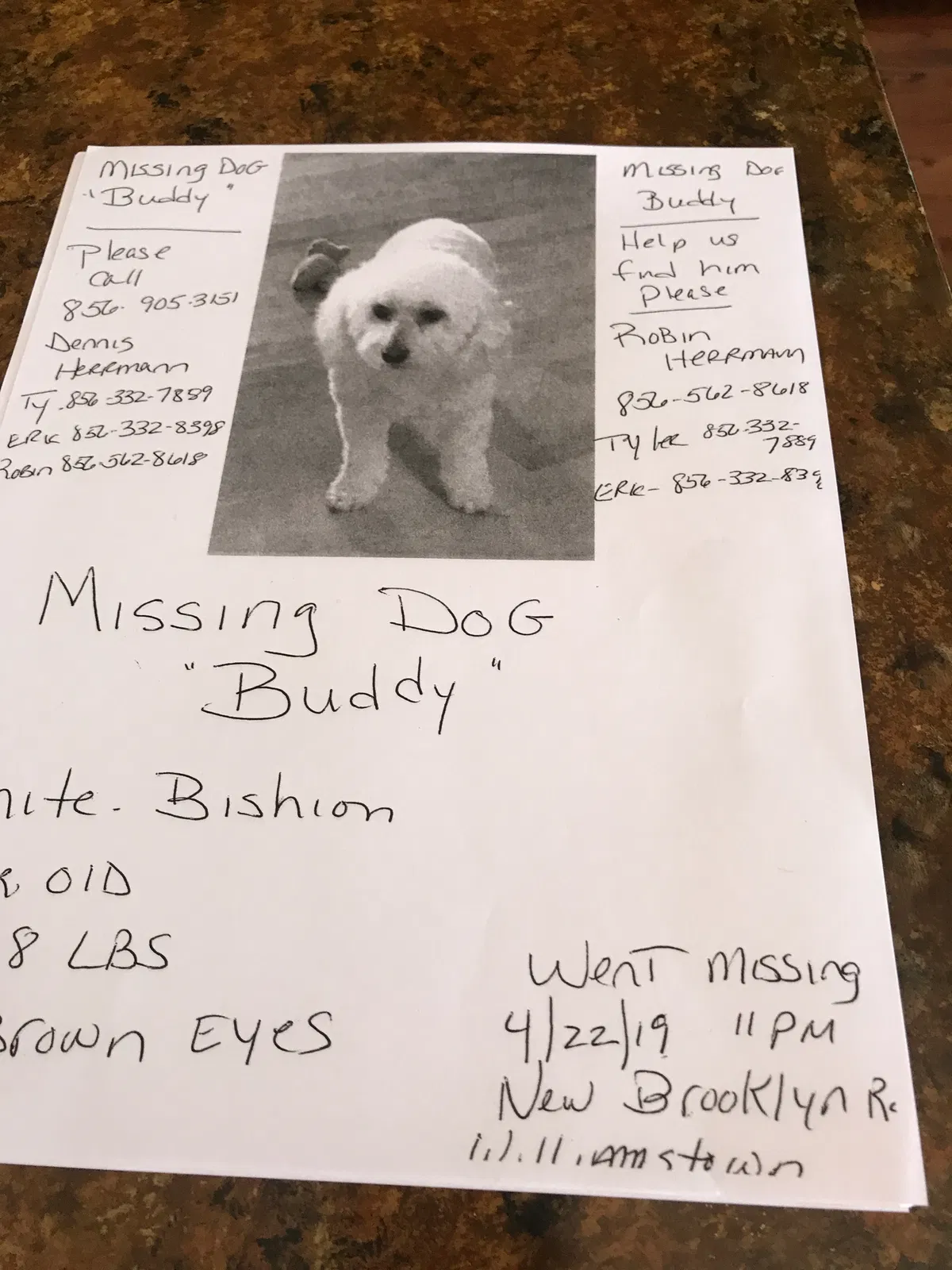 Lost dog in Williamstown, NJ, 8094