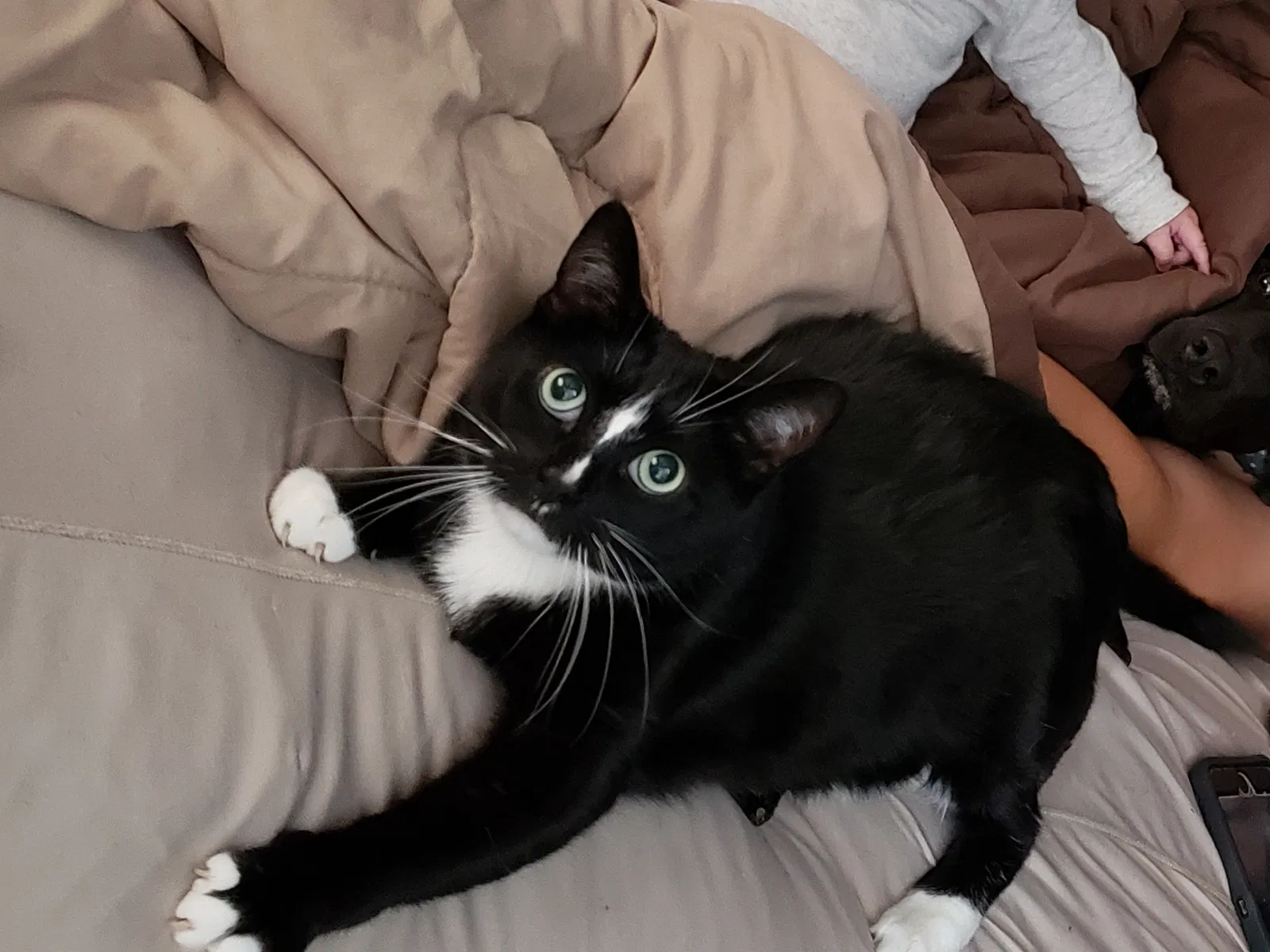 Lost cat in South Elgin, IL, 60177