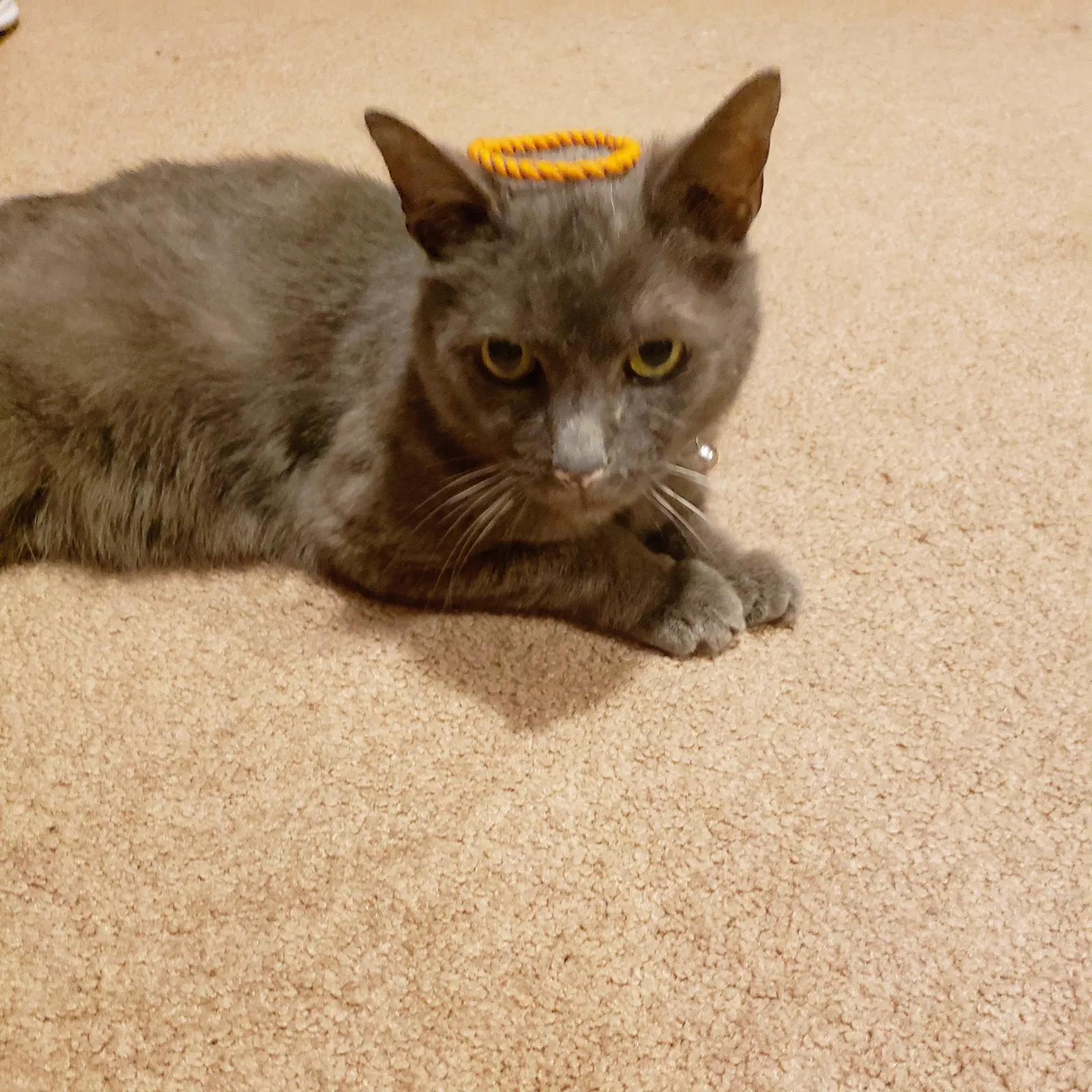 Lost cat in Harrison, OH, 45030