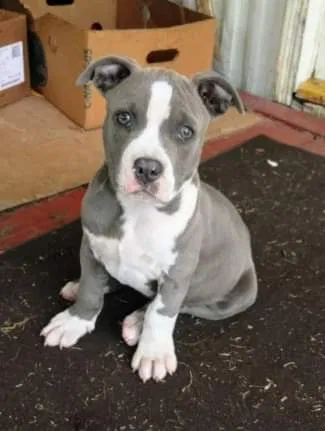 Lost dog in Plant City, FL, 33567