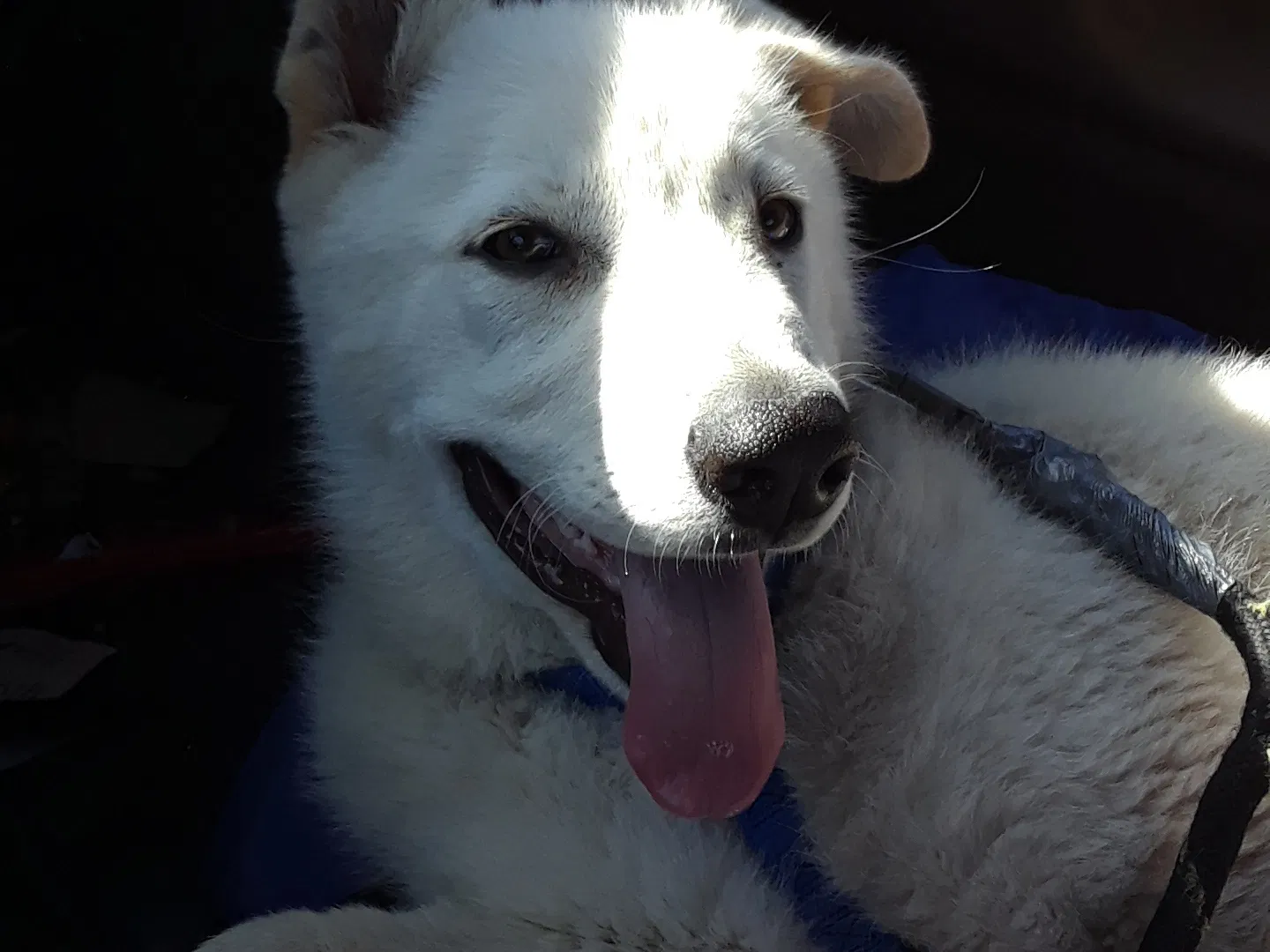 Lost dog in Grand Terrace, CA, 92313